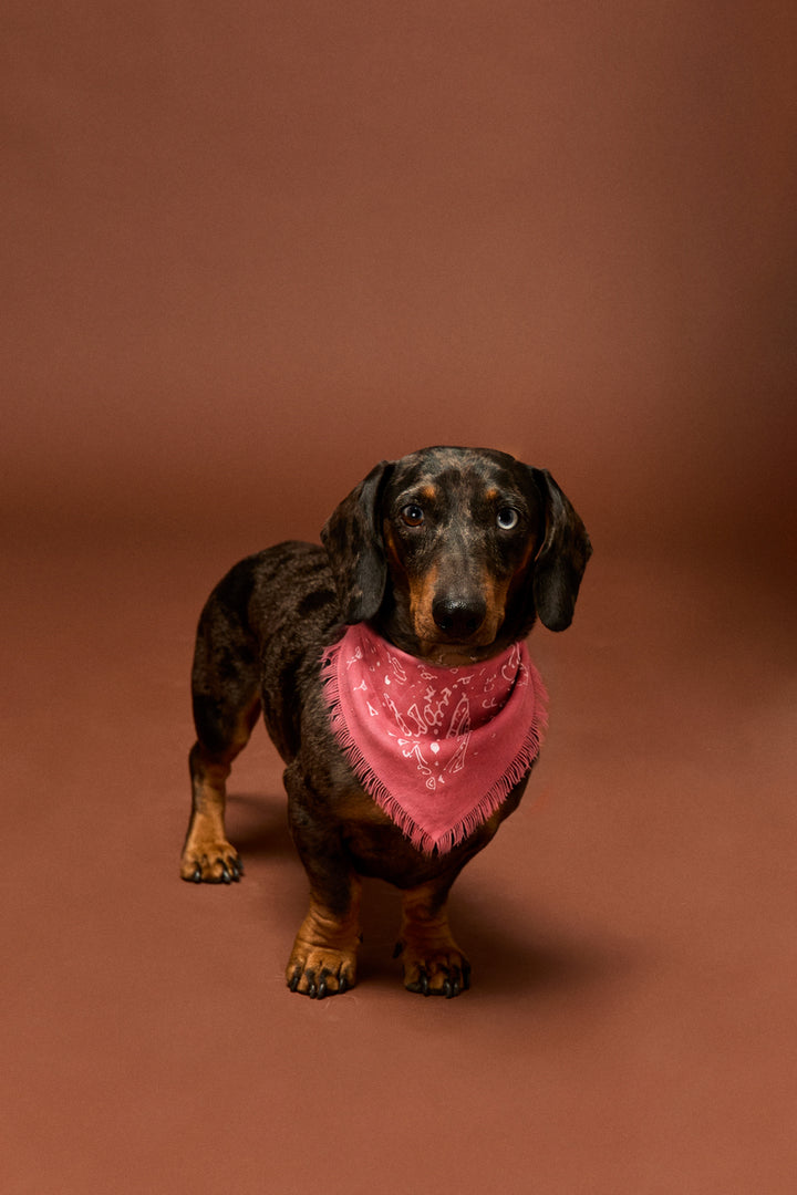 BANDANA PAISLEY SOFT